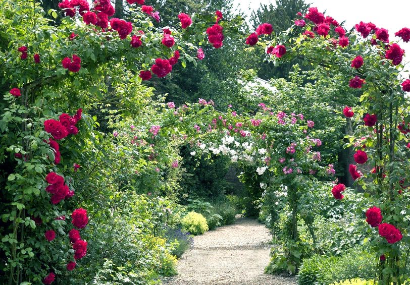 Роза плетистая - опоры для роз